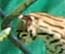Ocelot